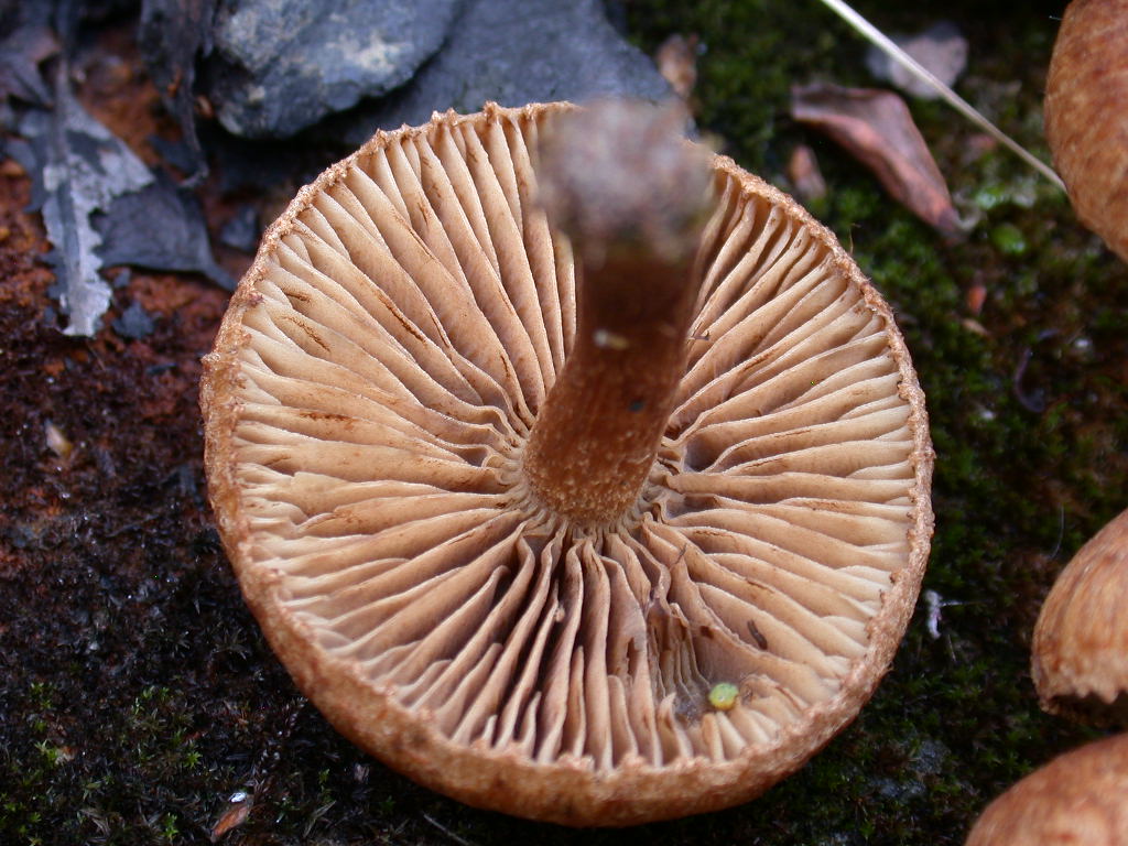 Inocybe .... dulcamara !!!